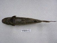 藏品(鯔)的圖片